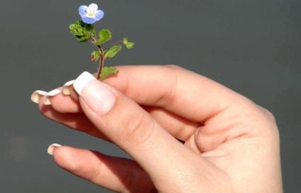 Отрастить красивые ногти возможно, если использовать эти рецепты ванночек